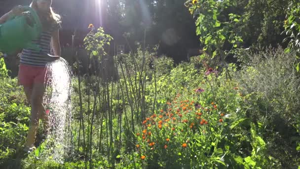 Γυναίκα πότισμα λουλουδιών και καρυκευμάτων στον κήπο, ηλιόλουστη μέρα του καλοκαιριού. 4k — Αρχείο Βίντεο