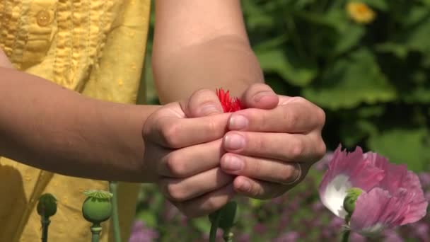 Pavot décoratif en main féminine jardin vert de palmier été. 4K — Video