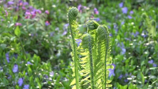 シダ植物や春の花の庭の花のベッド。4 k — ストック動画