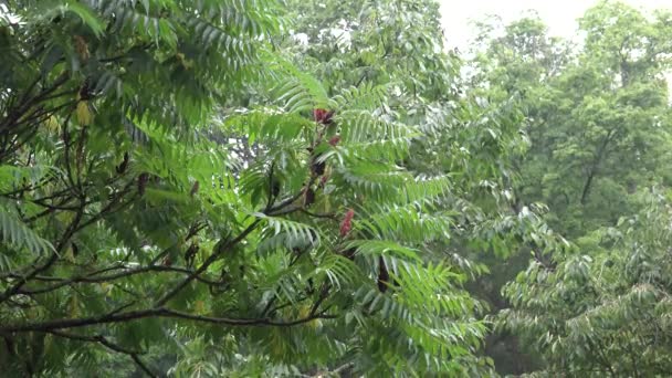 Regen in groene tuin met boom. 4k — Stockvideo