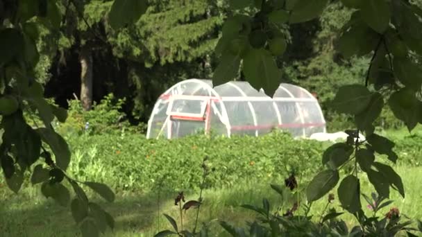 Rustic greenhouse in  country bio farm between apple tree. 4K — Stock Video