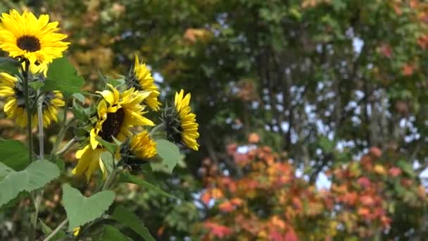 Dekoratív sárga virág virágzik, és színes juhar fa levelei. 4k — Stock videók