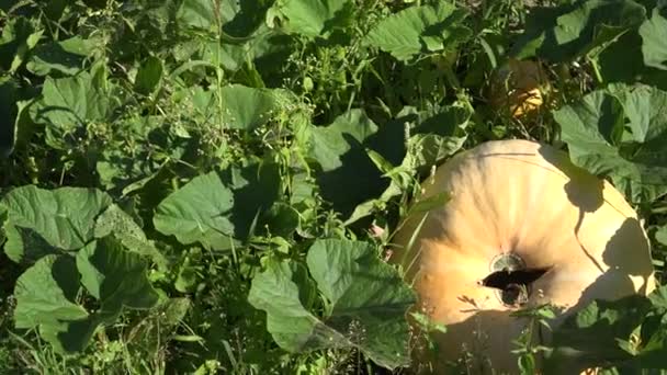 Величезний плід гарбуза і парникових в сільському господарстві саду. Панорама. 4 к — стокове відео