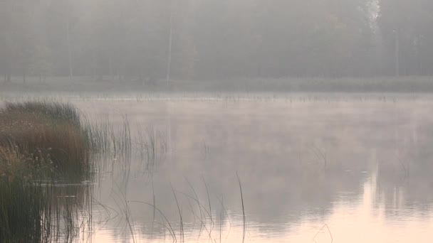 Ομίχλη κυλά σε το πρωί το καλοκαίρι, πέρα από τη λίμνη. 4k — Αρχείο Βίντεο