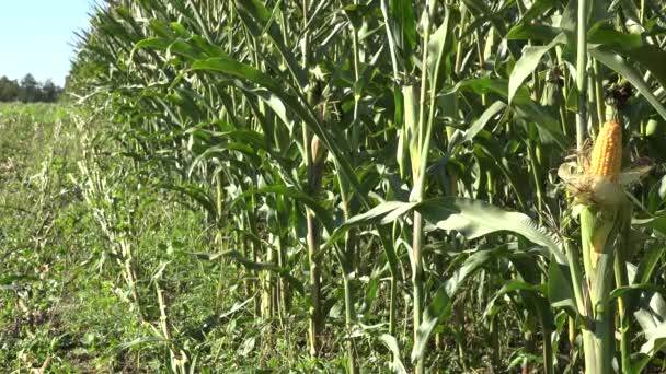 Peeled corn on maize field with many crops. Closeup. 4K — Stock Video