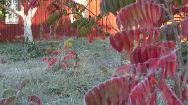 Renkli ağaç Sonbahar sezonunda frost in rime ı ve ahşap kırsal ev duvar beyaz windows ile kapalı bırakır. Odağı değiştirmek atış. 4k
