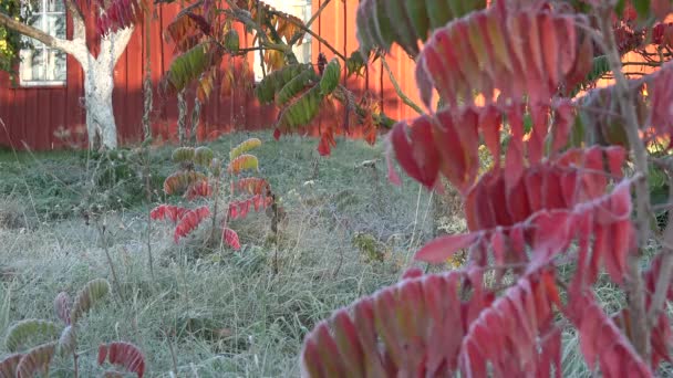 Цветные Листья Деревьев Покрыты Инеем Деревянной Стеной Сельских Домов Белыми — стоковое видео