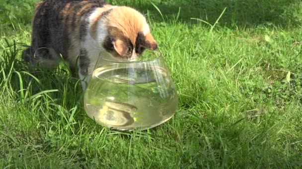 Chat curieux regardant les poissons flottant dans un aquarium en verre. Gros plan. 4K — Video