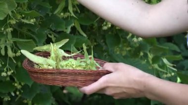 kadın hasır yemek için ıhlamur otlar seç. 4k