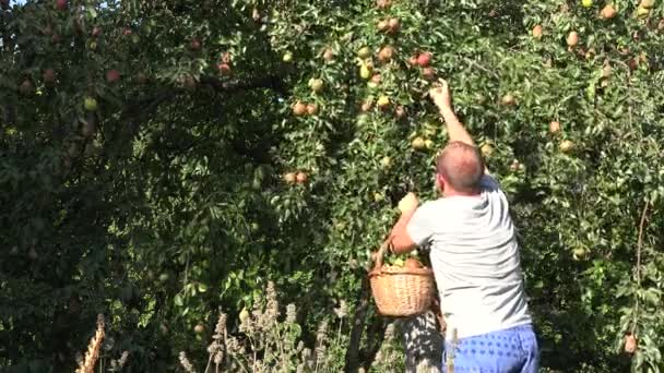 Hombre granjero cosechando pera madura a canasta de mimbre en granja huerta. 4K — Vídeos de Stock