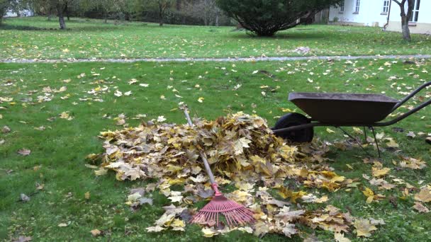 Frau sammelt trockene Ahornblätter in Schubkarre im Hof. Herbstzeit. 4k — Stockvideo