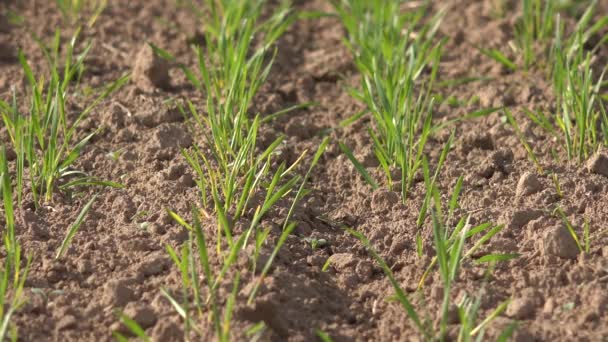 Jonge zaad winter graan gewas in bed. Agrarische boerderij veld. 4k — Stockvideo