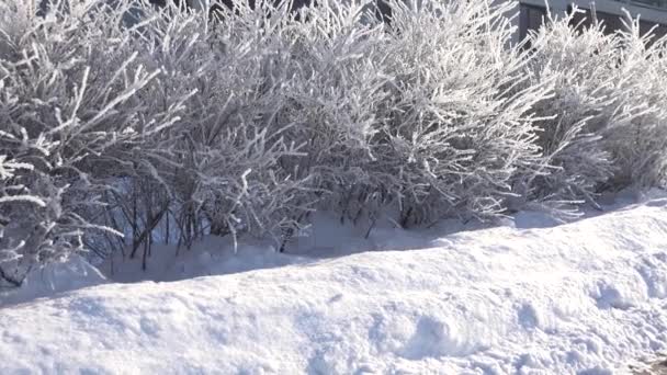 Panoramablick auf vereiste Büsche in der kalten Winterzeit. 4k — Stockvideo