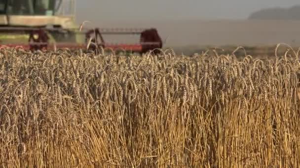 Rozmazané farma kombinují thresher sklizeň zralých obilných uši v zemědělskou půdu. Zaměřit se na rostlinách. 4k — Stock video