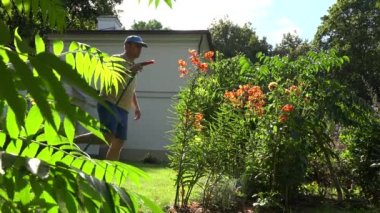 Çiçekçi adam su hortumu spreyi aracı evin bahçesinde ile turuncu renk lily çiçekler üzerinde su sprey. 4k