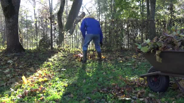 Uomo rastrello foglie e carriola piena in giardino. 4K — Video Stock