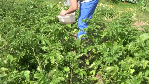 Mladý zemědělec muž shromáždit colorado larvy. 4k — Stock video
