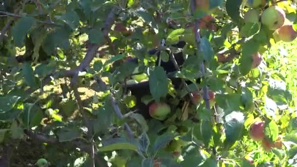 Gardener hand put harvested ripe red apples into plastic bucket. 4K — Stock Video