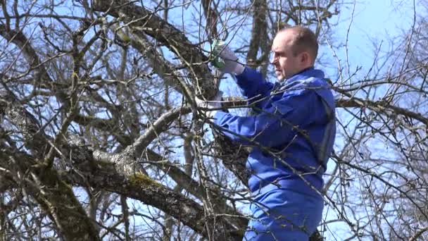 El hombre cortó la rama del manzano en primavera en el huerto. 4K — Vídeos de Stock