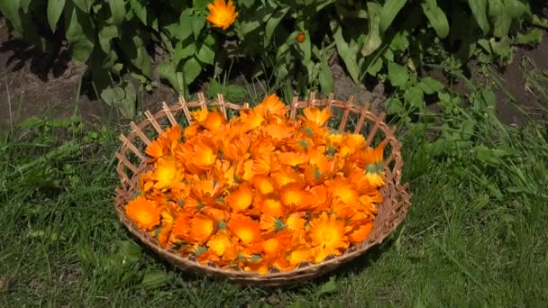 Fiore di calendula del piatto di vimini e fiore nel giardino estivo. 4K — Video Stock