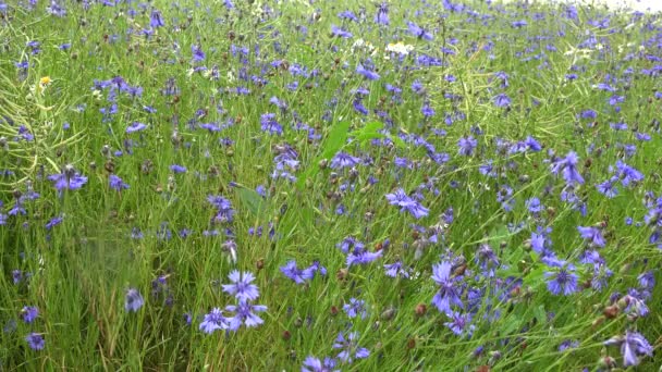 Flores azuladas de milho cobertas com gotas de água da chuva. 4K — Vídeo de Stock