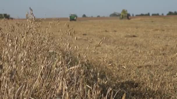 Avena madura y combinar la cosecha de la descarga de grano en el remolque. Cambio de enfoque. 4K — Vídeo de stock