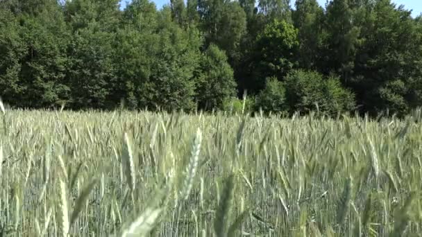 As orelhas de cereais movem-se no vento no campo agrícola perto da floresta. 4K — Vídeo de Stock