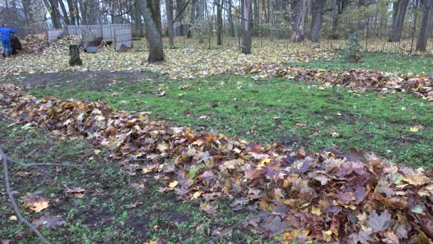 Осіннє сухе кленове листя занурюється в купу в садовому подвір'ї. 4-кілометровий — стокове відео