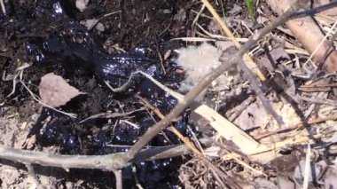 Çevre toprak kirliliği