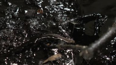 Lizard kötü yağ sızıntısı tarafından yağlanmış