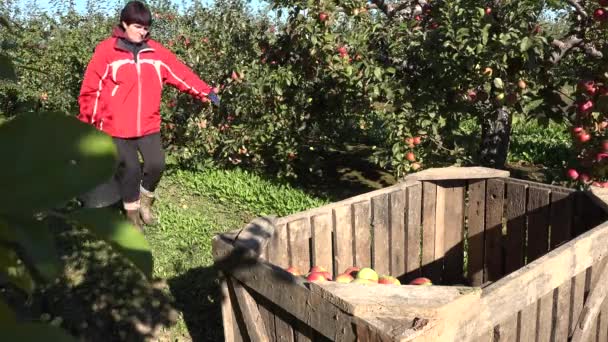 Женщина-сборщица фруктов носит ведро с яблоками и кладет их в деревянную коробку. 4K — стоковое видео
