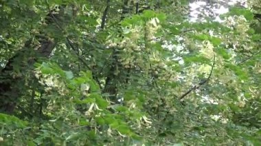 limon ağacı dalı çiçek çiçek ile Rüzgar tilt yukarı taşıyın. 4k