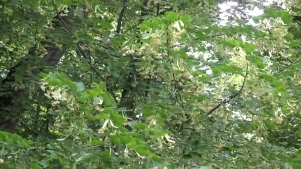 tilleul branche avec des fleurs fleurs se déplacent dans le vent incliner vers le haut. 4K 