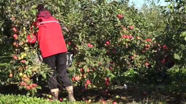 As mulheres laboriosas colhem frutas de maçã da árvore e carregam balde pesado. 4K — Vídeo de Stock