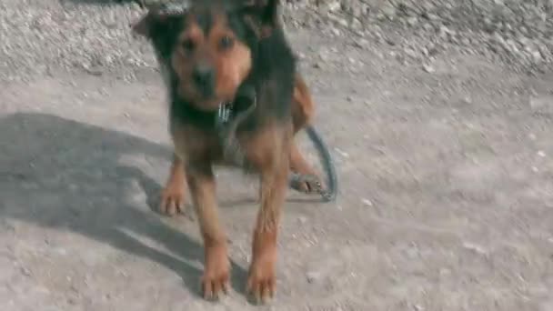 Perro encadenado en primavera cerca de su caseta de madera — Vídeos de Stock