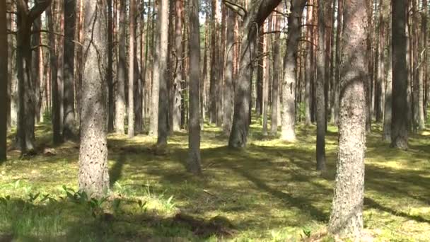 Bosque de pinos silvestres con musgo verde bajo los árboles. Inclinado hacia arriba — Vídeos de Stock