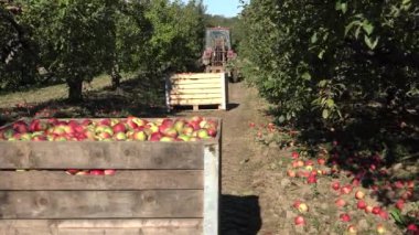 Traktör ile Çiftçi adam ahşap sandık kutuları tam elma meyve almak. 4k