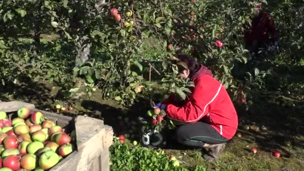 Mulher em roupas vermelhas gumboots e luvas coletar frutas maduras no outono. 4K — Vídeo de Stock