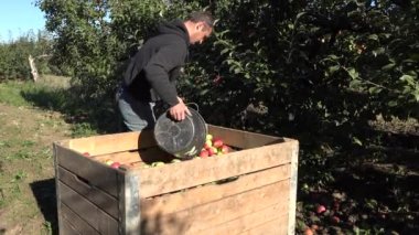 adam sonbahar gününde meyve bahçesinde ahşap kasa olgun organik elma dökün. 4k