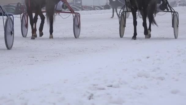 Ryttare värma upp atletiska hästar innan loppet i hippodromen på vintern. Zooma ut. 4K — Stockvideo