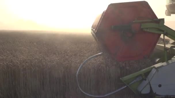 Fragmen alat pemanen bekerja dalam waktu panen sereal gandum. 4K — Stok Video
