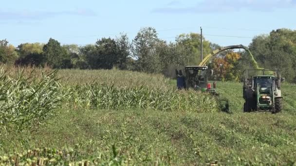 Machine harvesting corn plant at autumn time. 4K — Stock Video