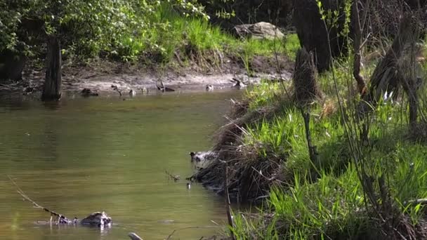 River water flow through wild forest — Stock Video