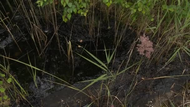 Contaminación tóxica del agua. Agua del pantano cubierta con material negro — Vídeo de stock