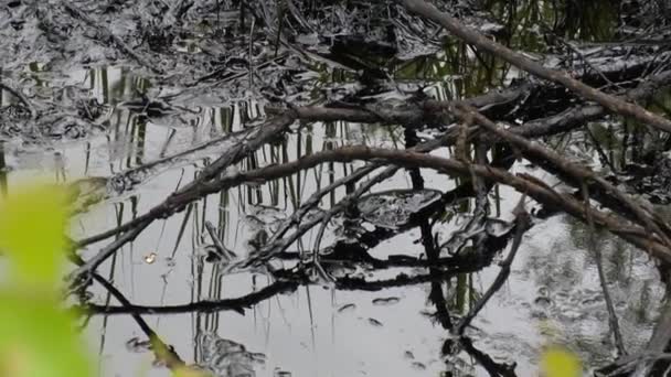 Токсичне озеро вода покрита листям олії та зеленого дерева — стокове відео