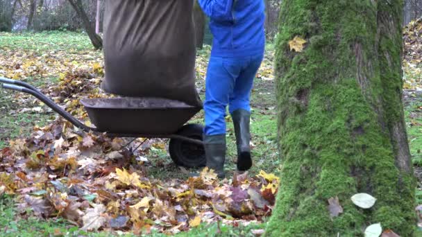 Gärtner arbeiten mit alten Schubkarren im herbstlichen Garten. 4k — Stockvideo