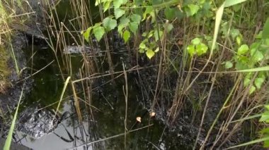 su ve toprak yüzeyine dökülen yağ