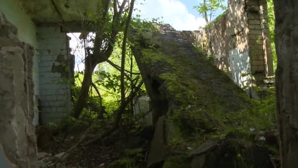Las malas hierbas crecen dentro de las ruinas de una casa de ladrillo abandonada — Vídeos de Stock