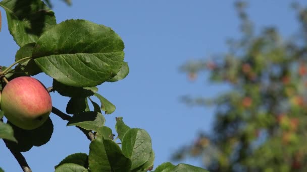 Τα ώριμα μήλα φυτρώνουν στο κλαδί ανάμεσα στο πράσινο φύλλωμα σε ένα γαλάζιο ουρανό. Αλλαγή εστίασης. 4K — Αρχείο Βίντεο