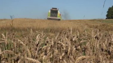 sezon hasat modern hasat iş arpa buğday tarlası. 4k